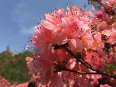 -木兰云雾山