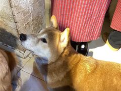 -萌喵宠狗爱心宠咖