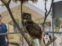 -西霞口神雕山野生动物世界