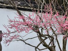 -杭州植物园