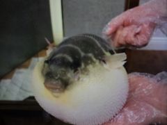 -肆月河豚·新淮扬(金融街店)