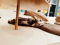 -飞行喵MR PILOT|猫舍·猫咖(静安大融城店)