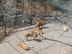 -大连森林动物园