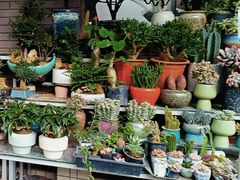 -青石桥花鸟鱼虫市场(叠翠城店)