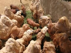 -石家庄市动物园