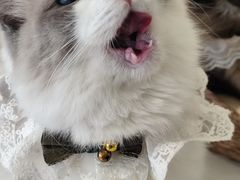 -怪兽屋·羊驼·猫咖·狗咖(俊华广场店)