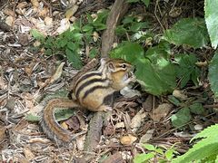 -五营红松林海景区