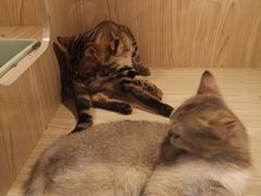 -屋虎猫馆(宝安大仟里店)