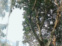 -西湖公园(鼓楼区)