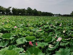 -荷花荡