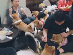 -逗柴咖啡屋·狗咖猫咖宠物桌游