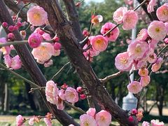 -新虹桥中心花园