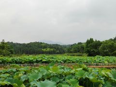 -清漾毛氏文化村