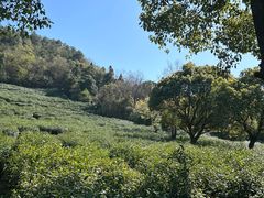 -树山生态村