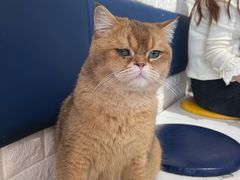 -平行世界·猫咖(首经贸店)
