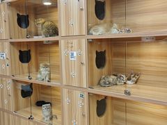 -猫十亿·布偶金渐层·曼基康矮脚猫舍(青年路店)