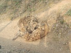 -泉州海丝野生动物世界