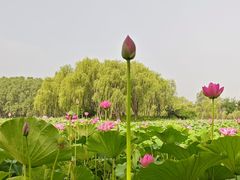 -东郊湿地公园