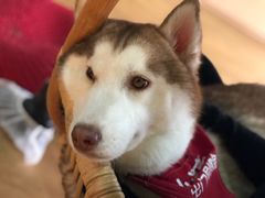-Husky Go! 哈士奇体验馆·宠物咖啡厅狗咖