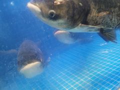-姜君·千岛湖鱼头馆(浦东大道店)