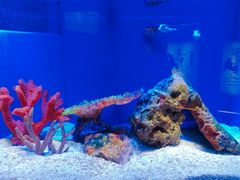 -上海海洋水族馆