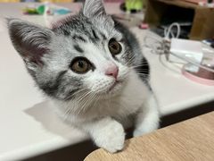 -欣宠猫屋·矮脚拿破仑·蓝金金渐层