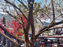-桃源山庄·水蜜桃采摘·柴火鸡·烧烤团建(龙泉山店)