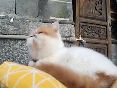 -喵屿·大理花园猫咖