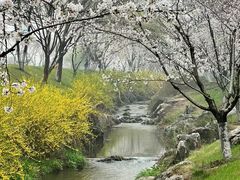 -羊山湖公园