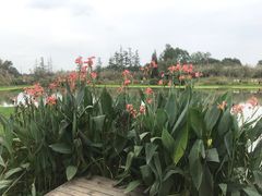 -桤木河湿地公园