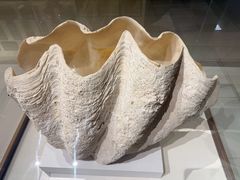 -青岛贝壳博物馆