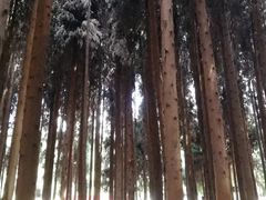 -武陵山森林公园