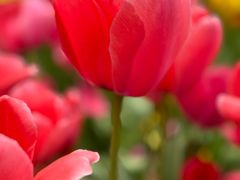 -石家庄市植物园