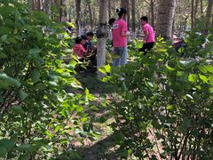 -长白岛森林公园