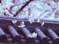 -东湖磨山景区