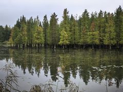 -白鹭湾湿地公园