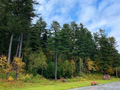 -五营红松林海景区