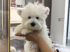 -翊宠yipet猫狗购宠庄园犬舍•猫舍