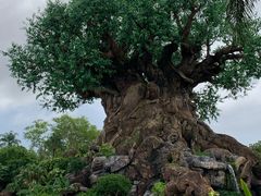 -奥兰多迪士尼动物王国乐园