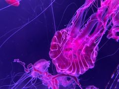 -珠海长隆海洋王国