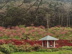 -广州市石门国家森林公园