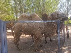 -长白岛森林公园