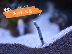 -迪拜水族馆及水下动物园