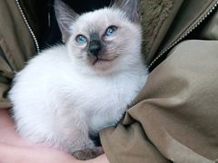 -唐小姐の猫狗洗护·购宠旗舰店(周浦万达店)