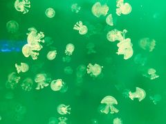 -福州罗源湾海洋世界旅游区