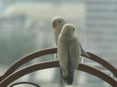 -老仁义·清真菜(太古街店)