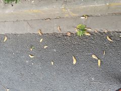 -上海财经大学-绿叶食堂