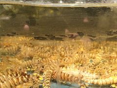 -龙宴海鲜城(经中路店)