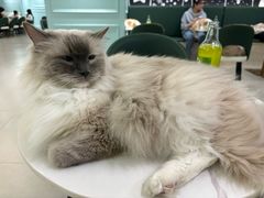 -安格丽娜·狗咖·猫咖羊驼咖(春熙路百盛商场店)