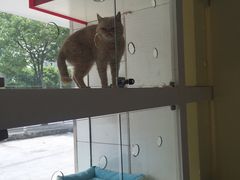 iphone_upload_pic-思宇宠物医院